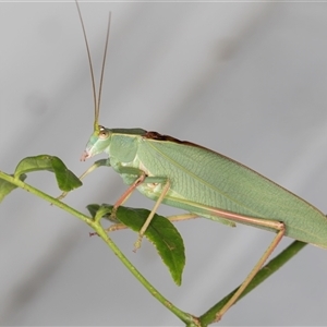 Torbia viridissima (Gum Leaf Katydid) at Melba, ACT by kasiaaus