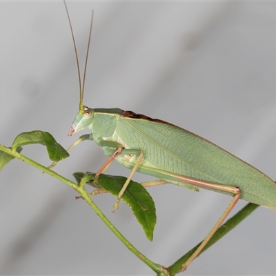 Torbia viridissima (Gum Leaf Katydid) at Melba, ACT - 25 Dec 2024 by kasiaaus