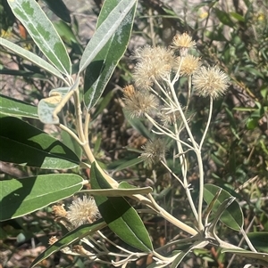 Olearia megalophylla (Large-leaf Daisy-bush) at Tharwa, ACT by JaneR