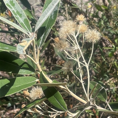 Olearia megalophylla (Large-leaf Daisy-bush) at Tharwa, ACT - 28 Dec 2024 by JaneR