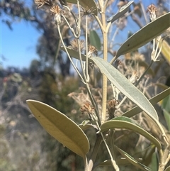 Olearia megalophylla at Tharwa, ACT - 28 Dec 2024