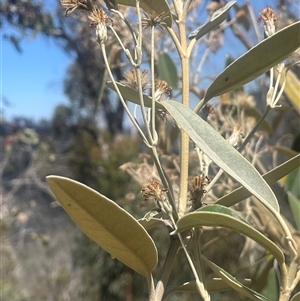 Olearia megalophylla at Tharwa, ACT - 28 Dec 2024