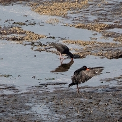 Haematopus fuliginosus (Sooty Oystercatcher) at Green Cape, NSW - 22 Oct 2020 by AlisonMilton