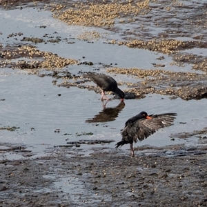 Haematopus fuliginosus (Sooty Oystercatcher) at Green Cape, NSW by AlisonMilton