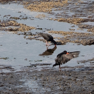 Haematopus fuliginosus (Sooty Oystercatcher) at Green Cape, NSW - 22 Oct 2020 by AlisonMilton