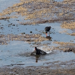 Haematopus fuliginosus at Green Cape, NSW - suppressed