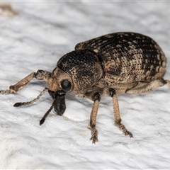 Rhinaria sp. (genus) (Unidentified Rhinaria weevil) at Melba, ACT - 25 Dec 2024 by kasiaaus