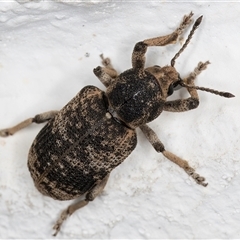 Rhinaria sp. (genus) at Melba, ACT - 25 Dec 2024