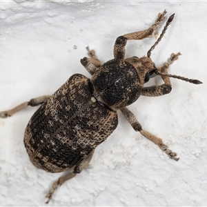 Rhinaria sp. (genus) at Melba, ACT - 25 Dec 2024 11:51 PM