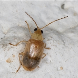 Monolepta sp. (genus) at Melba, ACT - 25 Dec 2024