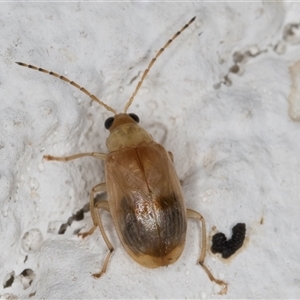 Monolepta sp. (genus) at Melba, ACT - 25 Dec 2024