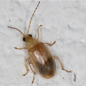 Monolepta sp. (genus) at Melba, ACT - 25 Dec 2024