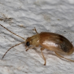 Monolepta sp. (genus) at Melba, ACT - 25 Dec 2024