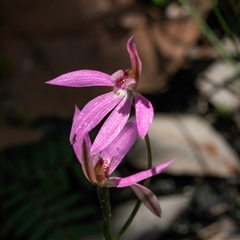 Caladenia carnea (Pink Fingers) at Green Cape, NSW - 20 Oct 2020 by AlisonMilton