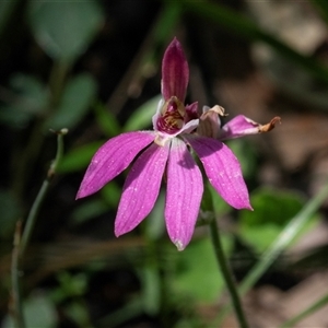 Caladenia carnea at Green Cape, NSW - 21 Oct 2020