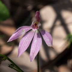 Caladenia carnea at Green Cape, NSW - 21 Oct 2020