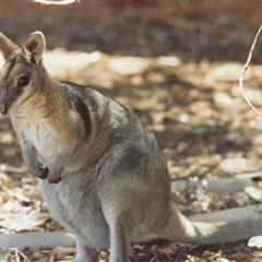 Unidentified Kangaroo or Wallaby at Charleville, QLD - 1 Jan 1995 by HelenCross