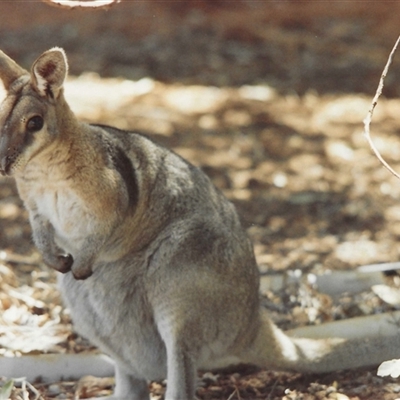 Unidentified Kangaroo or Wallaby at Charleville, QLD - 1 Jan 1995 by HelenCross