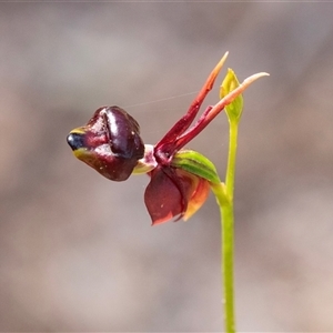 Caleana major at Green Cape, NSW - suppressed