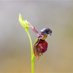 Caleana major at Green Cape, NSW - 21 Oct 2020