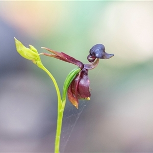 Caleana major at Green Cape, NSW - suppressed