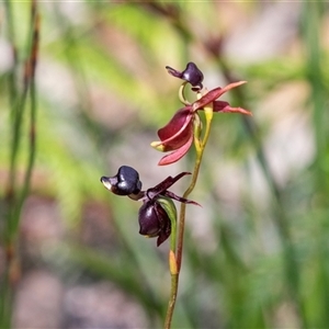 Caleana major at Green Cape, NSW - 21 Oct 2020