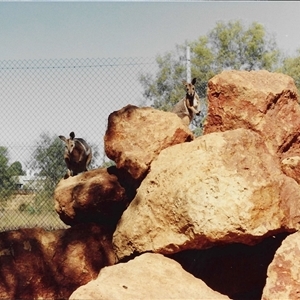 Petrogale xanthopus at Charleville, QLD - suppressed