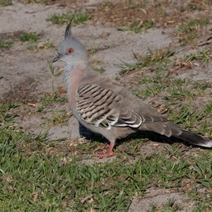 Ocyphaps lophotes (Crested Pigeon) at Green Cape, NSW by AlisonMilton