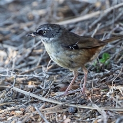 Sericornis frontalis (White-browed Scrubwren) at Green Cape, NSW - 20 Oct 2020 by AlisonMilton