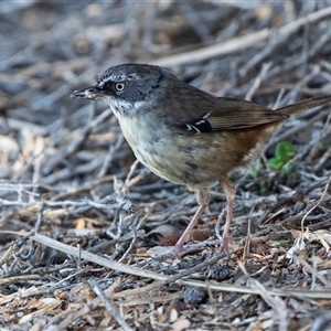 Sericornis frontalis (White-browed Scrubwren) at Green Cape, NSW by AlisonMilton