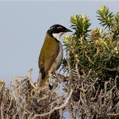 Melithreptus lunatus (White-naped Honeyeater) at Green Cape, NSW - 20 Oct 2020 by AlisonMilton