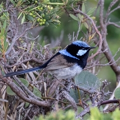 Malurus cyaneus (Superb Fairywren) at Green Cape, NSW - 21 Oct 2020 by AlisonMilton