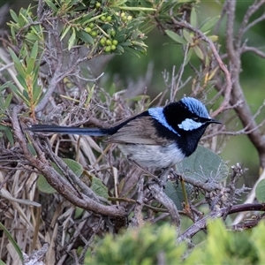 Malurus cyaneus at Green Cape, NSW - 21 Oct 2020