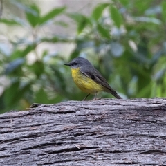 Eopsaltria australis (Eastern Yellow Robin) at Green Cape, NSW - 20 Oct 2020 by AlisonMilton