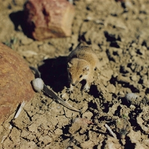 Unidentified Other Small Marsupial at Longreach, QLD by HelenCross