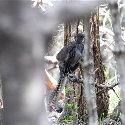 Menura novaehollandiae (Superb Lyrebird) at Green Cape, NSW - 20 Oct 2020 by AlisonMilton