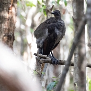 Menura novaehollandiae at Green Cape, NSW - 21 Oct 2020