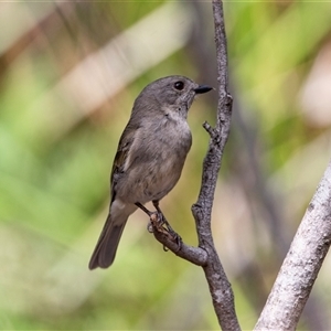 Colluricincla harmonica (Grey Shrikethrush) at Green Cape, NSW by AlisonMilton