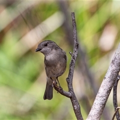 Colluricincla harmonica at Green Cape, NSW - 21 Oct 2020