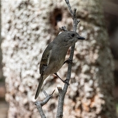 Colluricincla harmonica at Green Cape, NSW - 21 Oct 2020