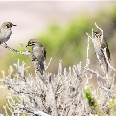 Caligavis chrysops (Yellow-faced Honeyeater) at Green Cape, NSW - 22 Oct 2020 by AlisonMilton