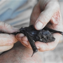 Unidentified Flying Fox or Other Megabat at Opalton, QLD - 31 Aug 1995 by HelenCross