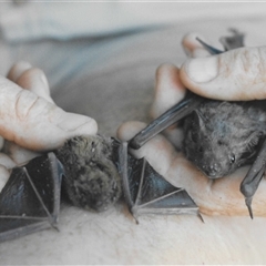 Taphozous troughtoni at Opalton, QLD - 1 Sep 1995 07:36 AM