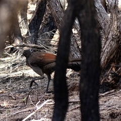 Menura novaehollandiae (Superb Lyrebird) at Green Cape, NSW - 22 Oct 2020 by AlisonMilton