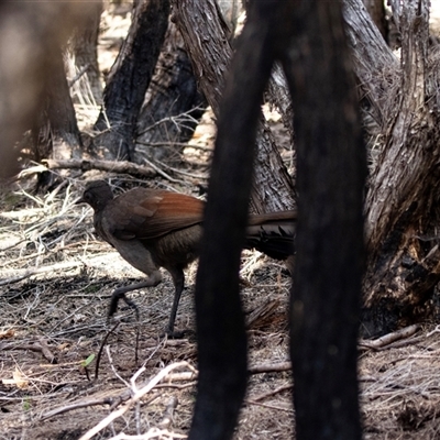 Menura novaehollandiae (Superb Lyrebird) at Green Cape, NSW - 23 Oct 2020 by AlisonMilton