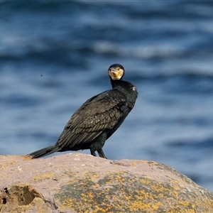 Phalacrocorax carbo (Great Cormorant) at Green Cape, NSW by AlisonMilton