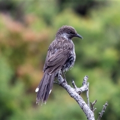 Anthochaera chrysoptera (Little Wattlebird) at Green Cape, NSW - 23 Oct 2020 by AlisonMilton