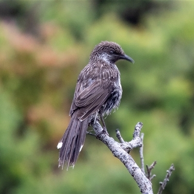 Anthochaera chrysoptera (Little Wattlebird) at Green Cape, NSW - 23 Oct 2020 by AlisonMilton