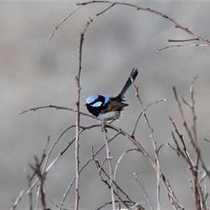 Malurus cyaneus (Superb Fairywren) at Green Cape, NSW by AlisonMilton