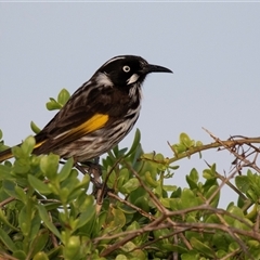 Phylidonyris novaehollandiae (New Holland Honeyeater) at Green Cape, NSW - 22 Oct 2020 by AlisonMilton